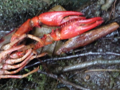 Procambarus clarkii