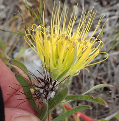 Leucospermum gracile