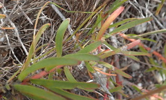 Leucospermum gracile