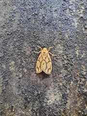 Miltochrista conjunctana