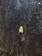 Miltochrista conjunctana