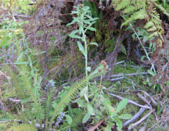 Gamochaeta simplicicaulis