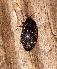 Chelonarium lecontei