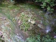 Shinnersia rivularis