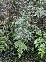 Diplazium kawakamii