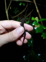 Sphaerodactylus klauberi