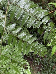 Diplazium kawakamii