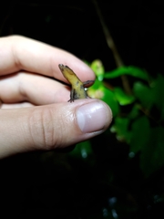 Sphaerodactylus klauberi