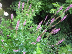 Lythrum salicaria