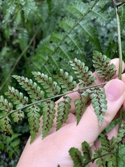 Diplazium kawakamii