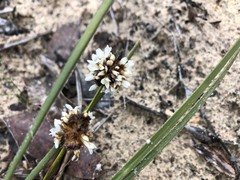 Lomandra leucocephala