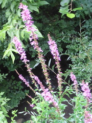 Lythrum salicaria