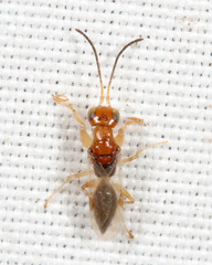 Anteon