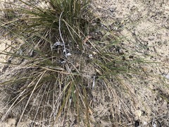 Lomandra leucocephala