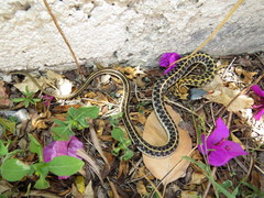 Thamnophis cyrtopsis collaris