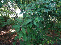 Cotoneaster turbinatus