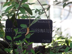 Cotoneaster turbinatus