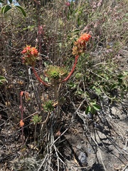 Echeveria quitensis