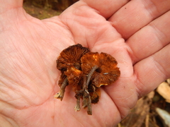 Xeromphalina