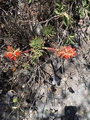 Echeveria quitensis