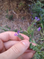 Anchusa officinalis