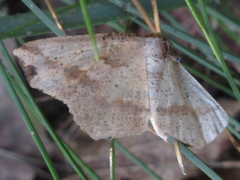 Pareclipsis gracilis