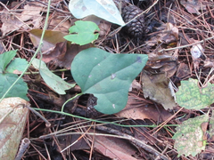 Cocculus orbiculatus