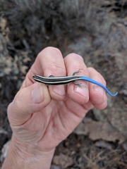 Plestiodon skiltonianus interparietalis