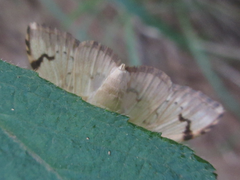 Neoanalthes contortalis