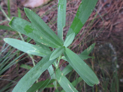 Gypsophila oldhamiana