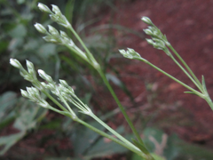 Gypsophila oldhamiana