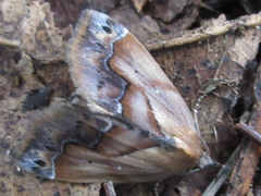 Lophomilia polybapta