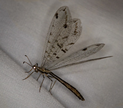 Dendroleon speciosus