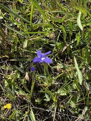 Gentianopsis holopetala