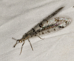 Dendroleon speciosus