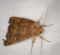 Pseudorthodes