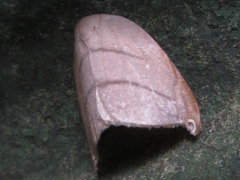 Pseudalbara parvula