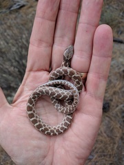 Hypsiglena ochrorhynchus klauberi