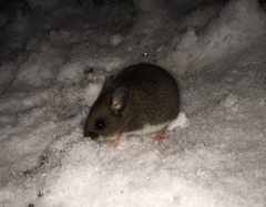 Peromyscus melanotis