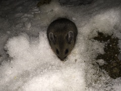 Peromyscus melanotis
