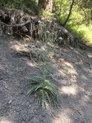 Cirsium cymosum canovirens