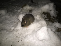 Peromyscus melanotis