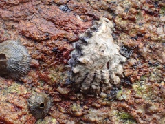 Saccostrea