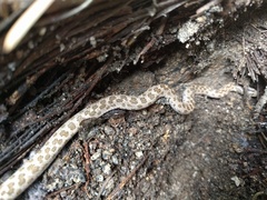 Hypsiglena ochrorhynchus klauberi