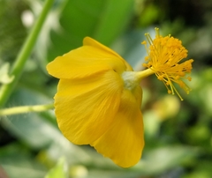 Abutilon indicum