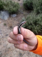 Plestiodon skiltonianus interparietalis