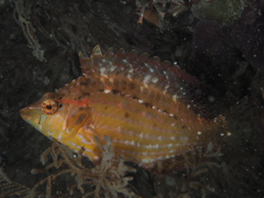 Pteragogus enneacanthus