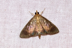 Crocidophora lutusalis