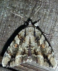 Catocala flebilis