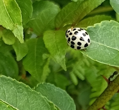 Harmonia eucharis